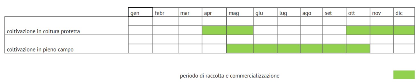 salanova liscia e riccia salanova liscia e riccia